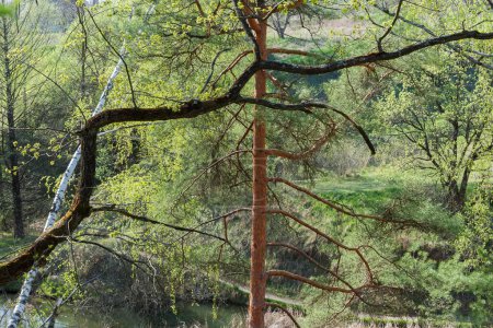 Krumme Stämme und Äste verschiedener Bäume wachsen im Frühling steil hügelig am Ufer des kleinen Waldsees