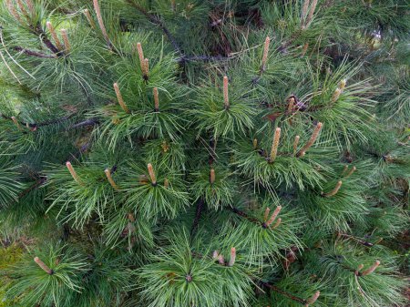 Branches of the ornamental white pine with young shoots in park in spring overcast day, fragment close-up in selective focus  