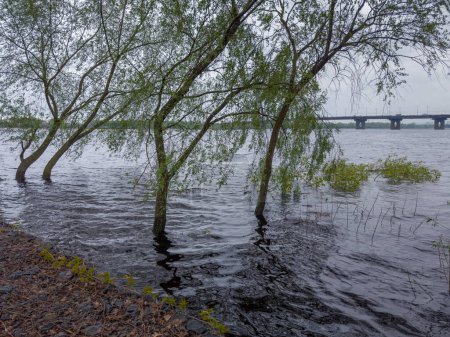 Árboles de pie en el agua en una orilla sumergida de ancho río durante la inundación de primavera en día nublado