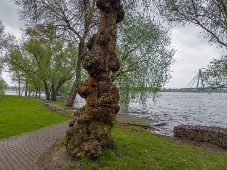 Trunk of the old poplar with numerous gnarled knotted outgrowths, so-called burls on the river bank during the spring flood in overcast day