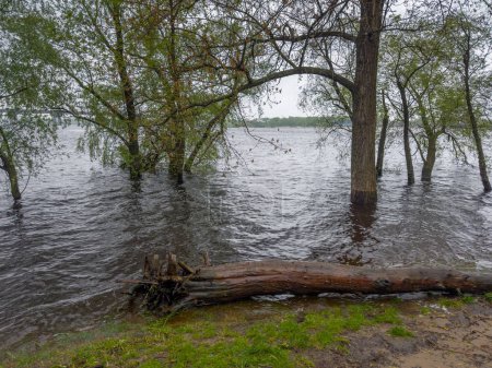 Trees standing in the water on a submerged bank of wide river with snag on a foreground during the spring flood in overcast day