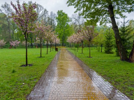 Alley with wet footpath paved with paving slabs and rows of the cherry blossom trees with pink flowers on both sides in the spring park during the strong rain