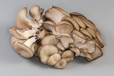 Clusters of the freshly harvested cultivated raw oyster mushrooms on a gray background