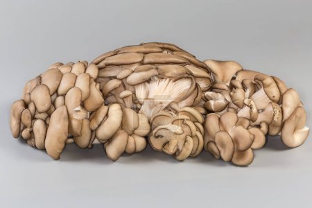 Clusters of the freshly harvested cultivated raw oyster mushrooms on a gray background, side view