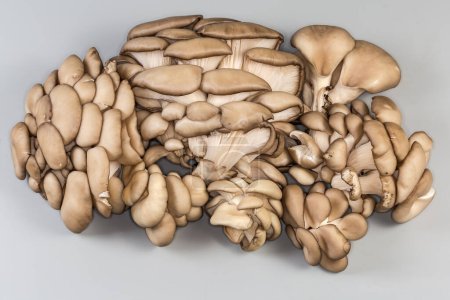 Clusters of the freshly harvested cultivated raw oyster mushrooms on a gray background, top view