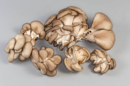 Plusieurs petits groupes de champignons d'huîtres crues fraîchement récoltés sur fond gris