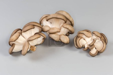 Several small clusters of the freshly harvested cultivated raw oyster mushrooms on a gray background