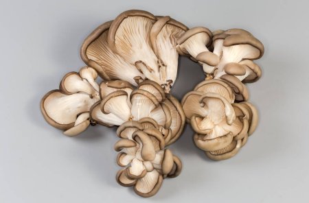 Several small clusters of the freshly harvested cultivated raw oyster mushrooms on a gray background