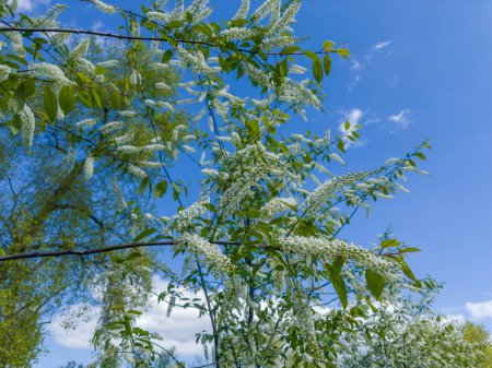 Branches of blooming bird cherry, species of Prunus virginiana with characteristic racemose inflorescences of small white flowers against the clear sky in sunny day