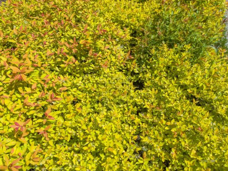 Ramas de la parte superior de la Spiraea japonica ornamental con hojas jóvenes brillantes de primavera en el día soleado