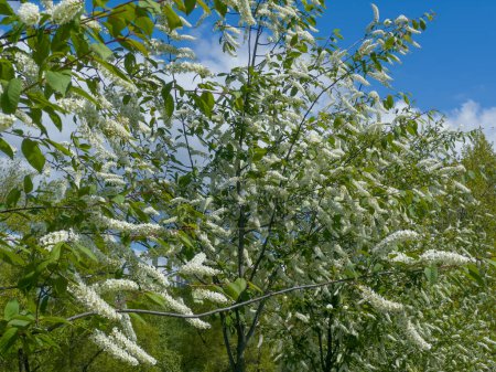 Branches of blooming bird cherry, species of Prunus virginiana with characteristic racemose inflorescences of small white flowers in sunny day