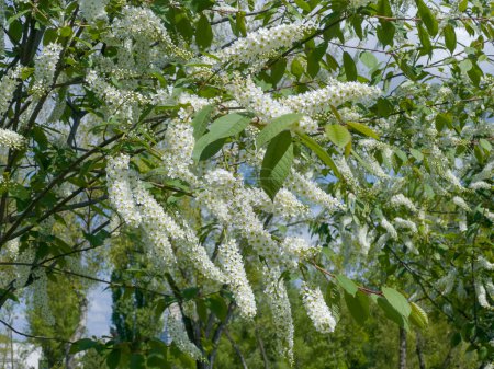Branches of blooming bird cherry, species of Prunus virginiana with characteristic racemose inflorescences of small white flowers in sunny day