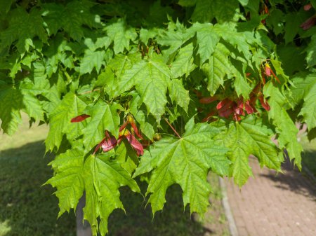 Branches of ornamental maple with fresh leaves and unripe red double winged seeds, so-called samaras in sunny weather, close-up in selective focus