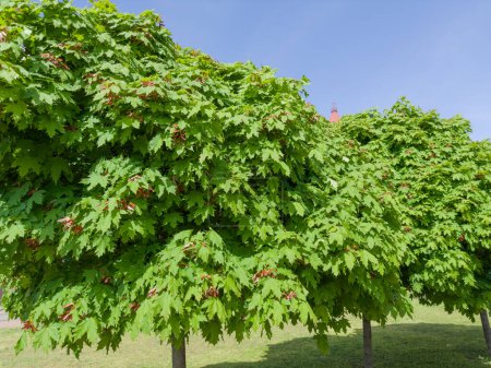 Young ornamental maples with fresh leaves and unripe red double winged seeds, so-called samaras in a public garden in spring sunny weather