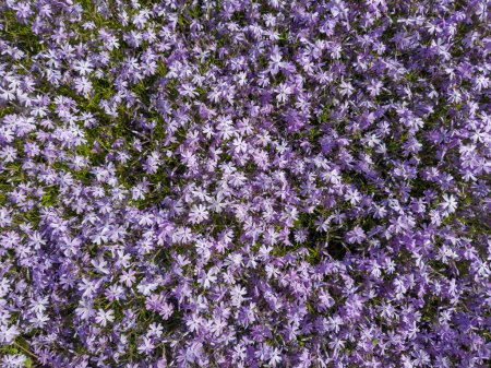 Fragment de pelouse recouvert d'un tapis de phlox rampant en fleurs, ou phlox de mousse avec de petites fleurs violettes, vue de dessus par temps ensoleillé, fond
