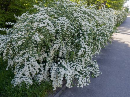 Bushes of blooming spiraea with clusters of small white flowers growing in row next the paved footpath in spring sunny morning