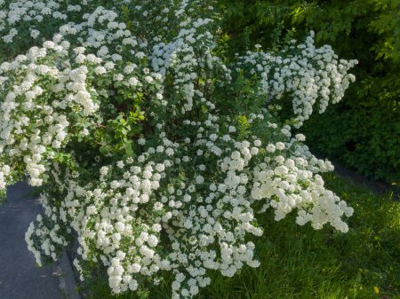Blühender Spiraea-Strauch mit Büscheln kleiner weißer Blumen auf Gras neben dem Fußweg am sonnigen Frühlingsmorgen