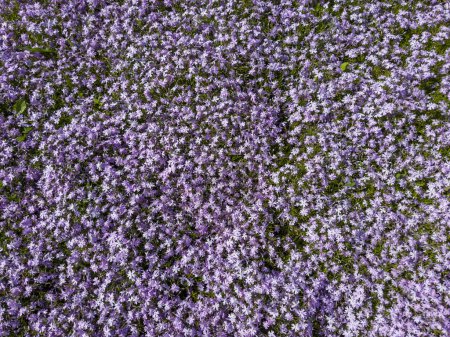 Fragment of lawn covered with mat of blooming creeping phlox, or moss phlox with small purple flowers, top view in sunny weather, background