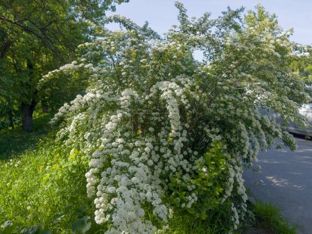 Bush of blooming spiraea with clusters of small white flowers on grass next the footpath in spring sunny morning