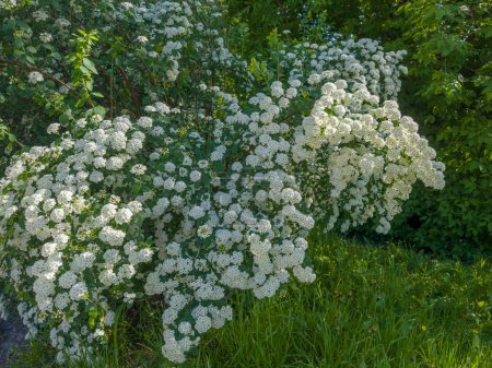 Bush of blooming spiraea with clusters of small white flowers on grass on a blurred background of different trees in spring sunny morning