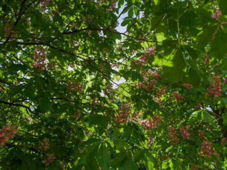 Zweige der rot blühenden Rosskastanien mit Blättern und Blütenständen, Fragment im selektiven Fokus hinterleuchtet