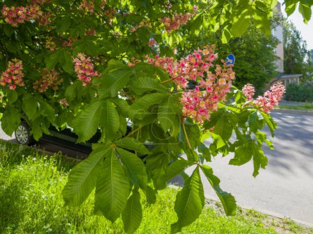 Branches of the red blooming horse-chestnuts with leaves and inflorescences against the road on city street