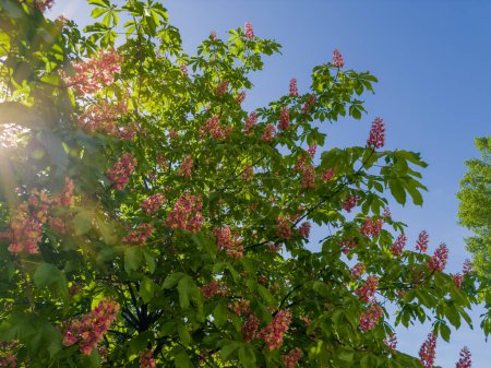 Branches of the red blooming horse-chestnuts with leaves and inflorescences against the clear sky, fragment in selective focus backlit