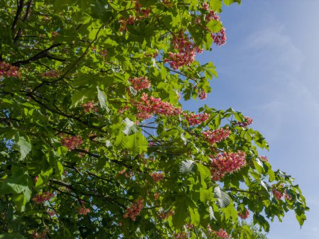 Branches of the red blooming horse-chestnuts with leaves and inflorescences against the clear sky