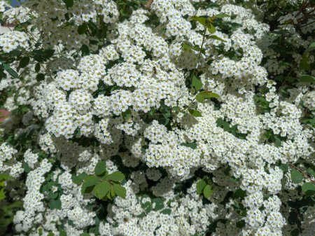 Branches of blooming spiraea with clusters of small white flowers in spring sunny morning, close-up in selective focus
