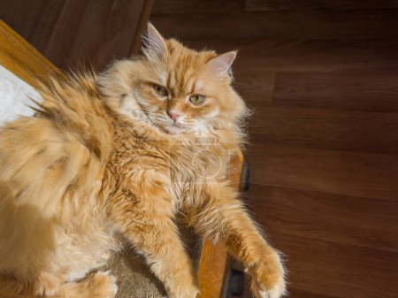 Tousled fluffy ginger cat lies in calm state on a dark background of a flooring