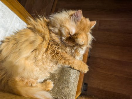 Tousled fluffy ginger cat lies covering their eyes from the sun with its paw, top view on a dark background of a flooring