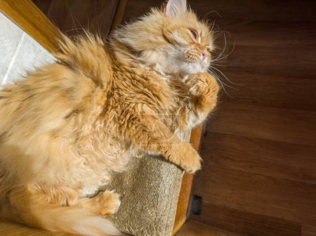 Relaxed tousled fluffy ginger cat lies and looking to forward holding its bent paw under the chin, top view on a dark background of a flooring