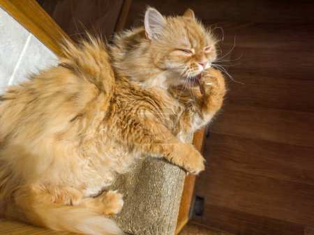 Tousled fluffy ginger cat lies and licks its paw squinting his eyes, top view on a dark background of a flooring