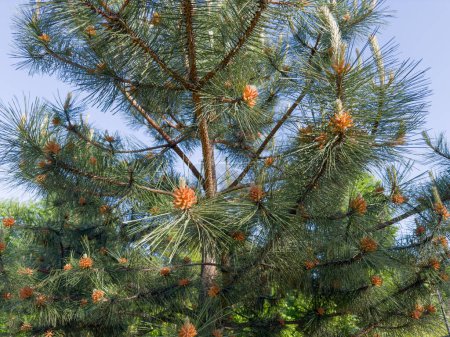 Photo for Part of the young ornamental blooming Coulter pine with male pollen cones in a park in spring sunny day - Royalty Free Image