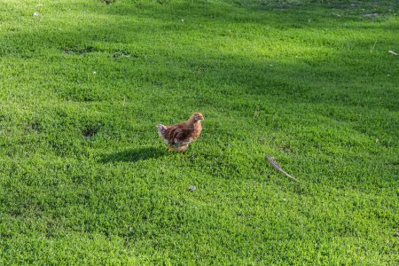 Big brown domestic baby chick which raising by free range method outdoors, walks by the farm yard overgrown with knotweed, view in sunny spring morning