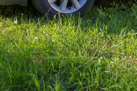 Green grass on a blurred background of the fragment of car wheel on a meadow in sunny weather, selective focus