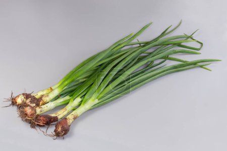 Stems of unwashed unpeeled freshly harvested young green onion with roots on a gray background