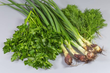 Stems of unwashed unpeeled freshly harvested young green onion with roots, bunches of parsley and dill on a gray background