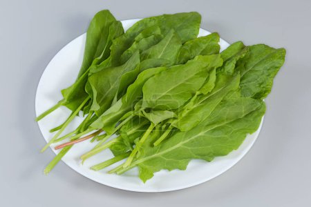 Freshly picked leaves of the garden sorrel on a white dish on a gray background