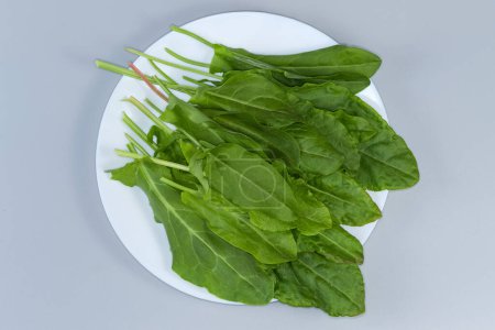 Freshly picked leaves of the garden sorrel on a white dish on a gray background, top view