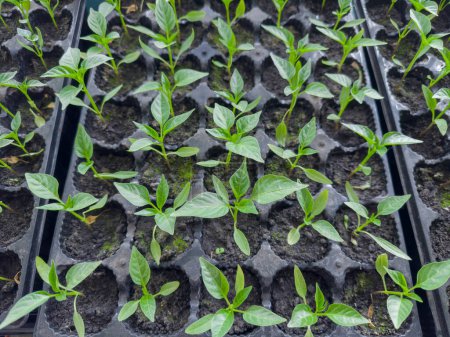 Junge Sämlinge der Paprika in Zellen aus speziellem Kunststoff-Kassette gefüllt mit Boden in Innenräumen, wächst für die folgende Pflanzung in offenem Boden