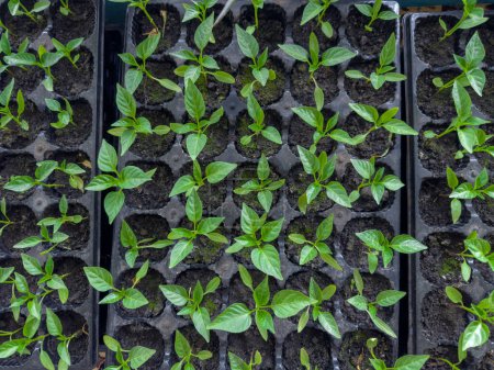 Junge Sämlinge der Paprika in Zellen aus speziellen Kunststoffkassetten, die mit Erde gefüllt sind, wachsen für die nachfolgende Pflanzung in offenem Boden, Draufsicht drinnen