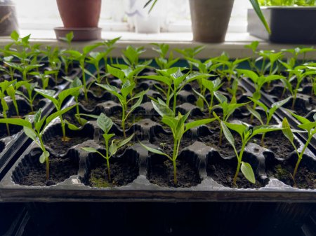 Junge Sämlinge der Paprika in Zellen aus speziellen Kunststoffkassetten, die mit Erde gefüllt sind, wachsen für die nachfolgende Pflanzung in offenem Boden, Seitenansicht in selektivem Fokus drinnen