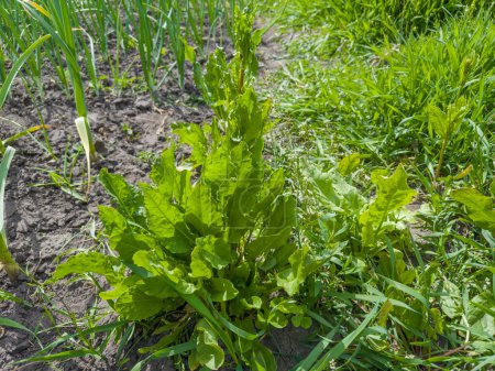Bush of the garden sorrel with leaves and stem against the grass on a field in spring sunny day