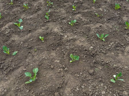 Freshly planted seedlings of the white cabbage on a field on a background of the soil in spring overcast morning