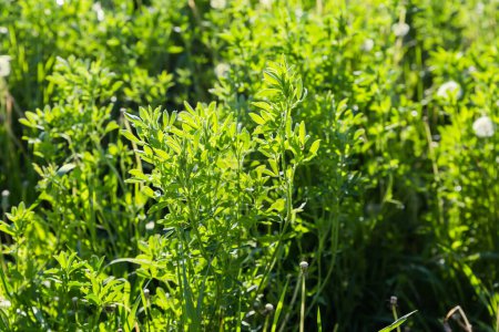 Stems of the young alfalfa on a field on a blurred background of the other plants in spring sunny day backlit