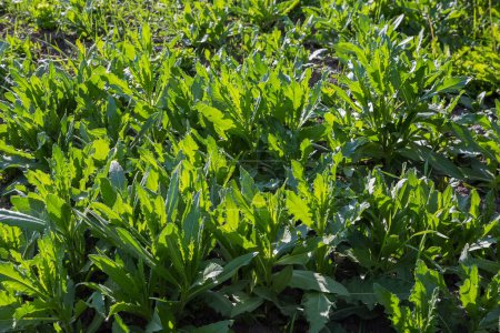 Colonia de las plantas jóvenes de Cirsium arvense, también conocido como cardo de campo, con hojas verdes espinosas en un campo en la tarde soleada retroiluminado
