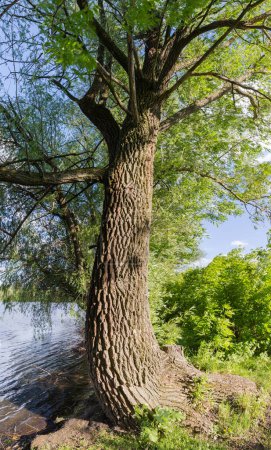 Sauce ramificado viejo que crece en una orilla del estanque en una tarde soleada ventosa de primavera, vista panorámica vertical