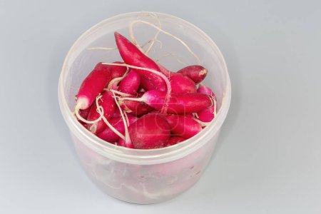 Fresh red radish with roots in the open round plastic container on a gray background