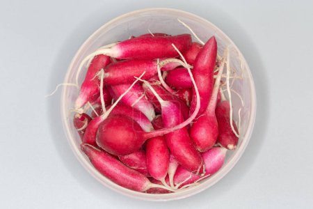 Fresh red radish with roots in the open round plastic container on a gray background, top view